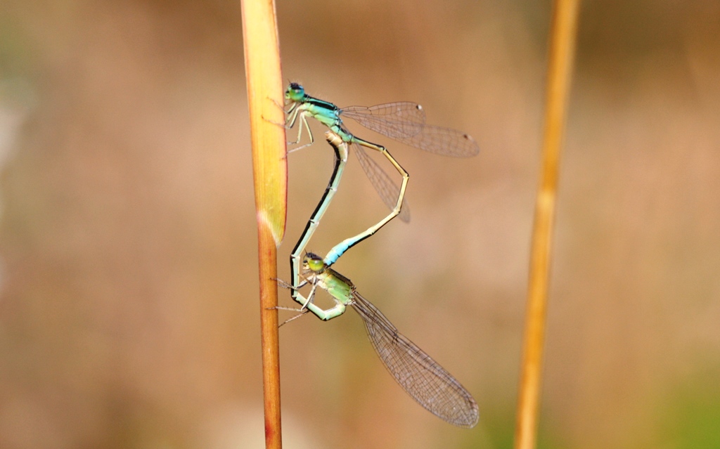 Ischnura pumilio in accoppiamento